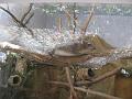 Zoo Cottbus 019